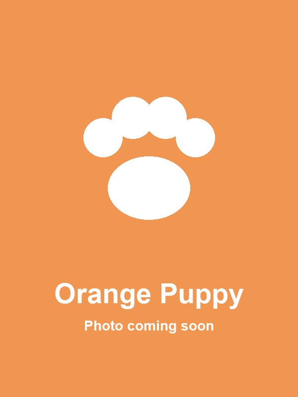 Orange Puppy mascot character for birthday parties in San Antonio